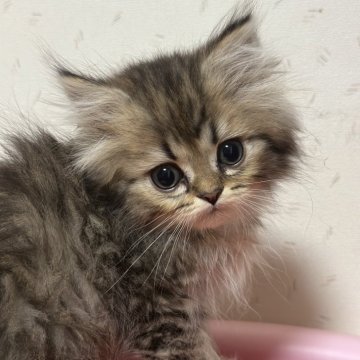 ペルシャ【千葉県・男の子・2024年1月8日・ブラウンタビー】の写真「まん丸おめめ✨️甘えん坊くん(動画更新)」