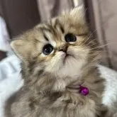 ペルシャ(チンチラ)【千葉県・女の子・2023年3月2日・チンチラゴールデン】の写真1