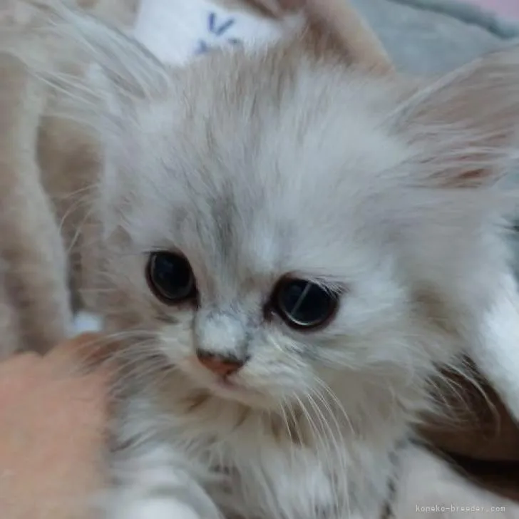 ID：2212-01504の子猫