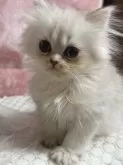 ペルシャ(チンチラ)【千葉県・女の子・2024年3月16日・チンチラシルバー】の写真2
