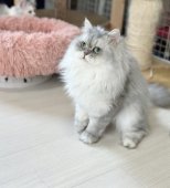 ペルシャ(チンチラ)【・男の子・2021年8月21日・ブルーチンチラシルバー】