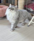 ペルシャ(チンチラ)【・男の子・2021年8月21日・ブルーチンチラシルバー】