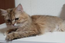 ペルシャ【・女の子・2020年8月8日・ブラウンパッチドタビー】