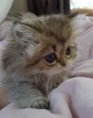 ペルシャ(チンチラ)【千葉県・女の子・2021年7月20日・チンチラゴールデン】の写真4