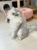 ペルシャ(チンチラ)【・男の子・2021年8月21日・ブルーチンチラシルバー】