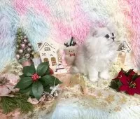 ペルシャ(チンチラ)【千葉県・女の子・2025年8月24日・チンチラシルバー】の写真9