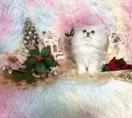 ペルシャ(チンチラ)【千葉県・女の子・2025年8月24日・チンチラシルバー】の写真10