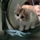 ペルシャ【千葉県・女の子・2025年3月28日・キャリコ】の写真12