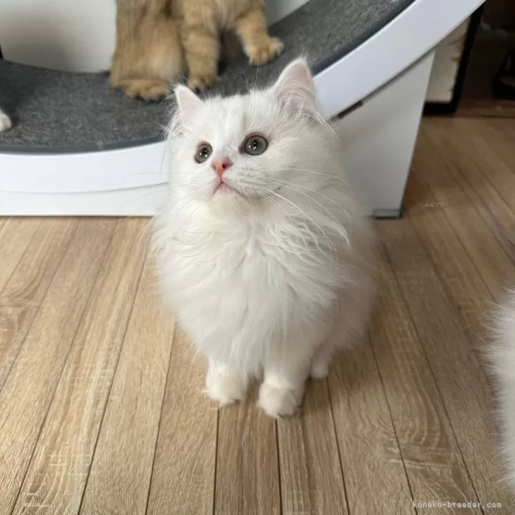 ID:2410-02121の子猫
