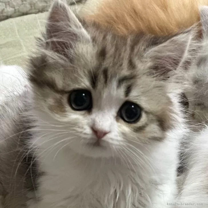ID：2412-01452の子猫