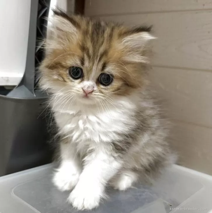 ID：2504-03554の子猫