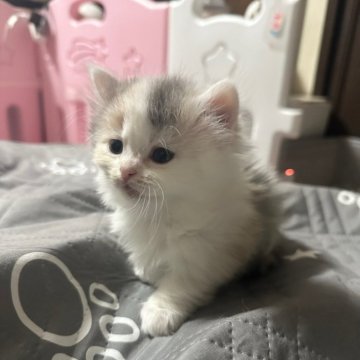 ミヌエット(短足)【千葉県・女の子・2025年11月15日・ダイリュートキャリコ（長毛）】の写真「白多めの綺麗な毛色✨️可愛い女の子♡」