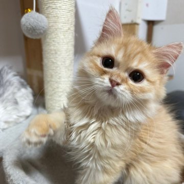ペルシャ【千葉県・男の子・2024年9月30日・レッドタビー】の写真「おめめクリクリな甘えん坊くん❤️」