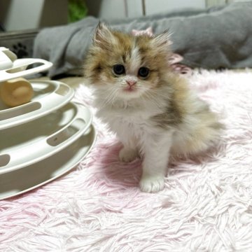 ペルシャ【千葉県・女の子・2025年3月28日・シルバーパッチドタビーホワイト】の写真「綺麗な毛色✨ポテポテ歩く走る姿が可愛い(GW価格)」