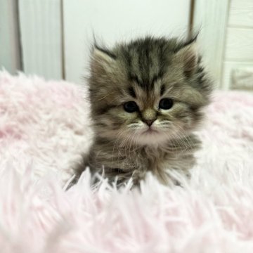 ペルシャ【千葉県・女の子・2025年10月21日・ブラウンパッチドタビー（長毛）】の写真「ぷくぷくな丸いお顔の可愛い女の子♥️」