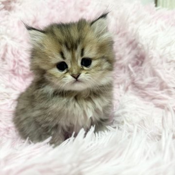 ペルシャ【千葉県・女の子・2025年10月13日・チンチラゴールデン（長毛ふわふわ）】の写真「人懐こいコロコロな可愛い女の子❣️」