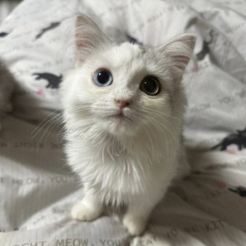 ペルシャ【千葉県・男の子・2024年9月1日・シルバータビーホワイト】の写真「オッドアイ✨️物凄く甘えん坊♡♡2月22日まで。」