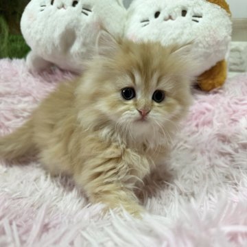 ペルシャ【千葉県・男の子・2025年10月13日・レッドタビー（長毛ふわふわ）】の写真「とても元気‼️綺麗なレッド✨️」