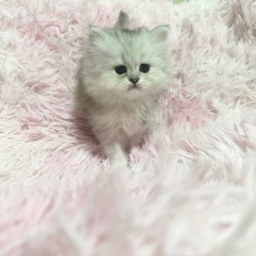 ペルシャ【千葉県・女の子・2025年10月13日・チンチラシルバー（長毛ふわふわ）】の写真「元気な女の子❣️」