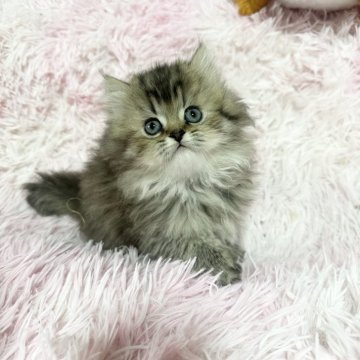 ペルシャ【千葉県・女の子・2025年10月13日・ブラウンタビー（長毛ふわふわ）】の写真「抱っこ❣️お膝が好きな女の子❣️」