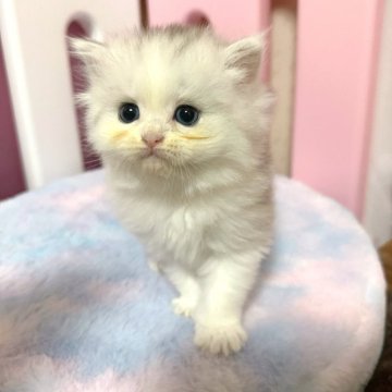 ペルシャ【千葉県・男の子・2025年4月18日・シルバータビーアンドホワイト】の写真「ドールフェイス♡♡とても可愛い男の子✨️動画up」