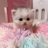 ペルシャ