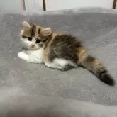 ペルシャ