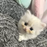 ペルシャ