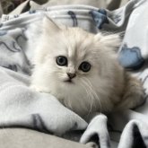 ペルシャ(チンチラ)