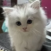 ペルシャ