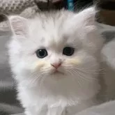 ペルシャ