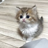 ペルシャ