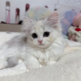 ペルシャ