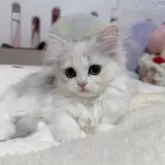 ペルシャ