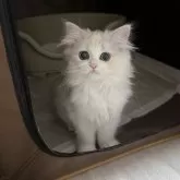 ペルシャ