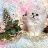 ペルシャ(チンチラ)