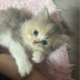 ペルシャ