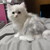 ペルシャ
