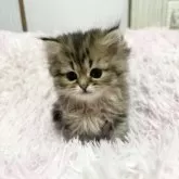 ペルシャ【千葉県・女の子・2025年10月21日・チンチラゴールデン】の写真2