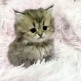 ペルシャ【千葉県・女の子・2025年10月13日・チンチラゴールデン】の写真2