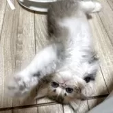 ペルシャ【千葉県・男の子・2025年3月28日・ブラウンタビーホワイト】の写真3