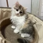 ペルシャ【千葉県・女の子・2025年3月28日・キャリコ】の写真3「左目は涙やけではなく、模様です。」