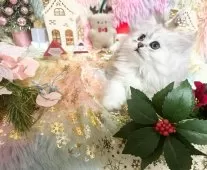 ペルシャ(チンチラ)【千葉県・女の子・2025年8月24日・チンチラシルバー】の写真4