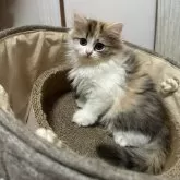 ペルシャ【千葉県・女の子・2025年3月28日・キャリコ】の写真4