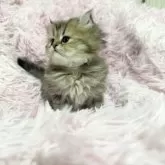 ペルシャ【千葉県・女の子・2025年10月13日・チンチラゴールデン】の写真6