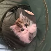 ペルシャ【千葉県・女の子・2025年3月28日・キャリコ】の写真7