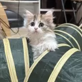 ペルシャ【千葉県・女の子・2025年3月28日・キャリコ】の写真9