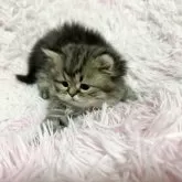 ペルシャ【千葉県・女の子・2025年10月21日・ブラウンパッチドタビー】の写真9