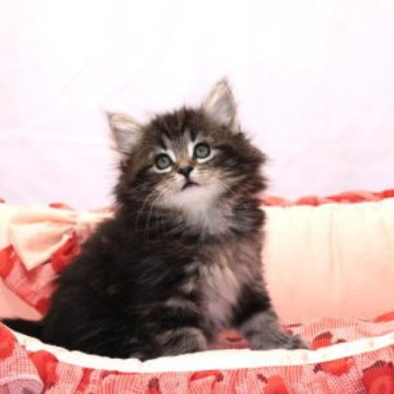 ノルウェージャンフォレストキャット【静岡県・男の子・2023年6月10日・ブラウン又はシルバー クラシック タビー】の写真「とっても人懐っこいキュートな男の子です。」