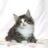 ノルウェージャンフォレストキャット【静岡県・女の子・2024年4月9日・ブラウン又はシルバーマッカレル タビー&ホワイト】の写真1